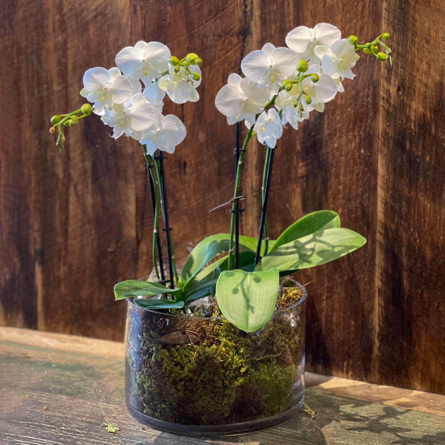 Mini double orchid